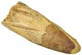 Fossil Spinosaurus Tooth - Feeding Worn Tip #316830-1